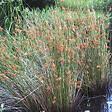 ARBORIX - 6 x Jonc diffus, Jonc commun - Juncus Effusus  - godet 9cm x 9cm - vignette