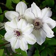 ARBORIX - 2 x Clématite 'Miss Bateman' - Clematis 'Miss Bateman'  - 50-60 cm pot - vignette