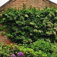 ARBORIX - Hortensia grimpant 'Petiolaris' - Hydrangea Anomala 'Petiolaris'  - 60-80 cm pot - vignette