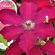 ARBORIX - 2 x Clématite 'Westerplatte' - Clematis 'Westerplatte'  - 50-60 cm pot - vignette