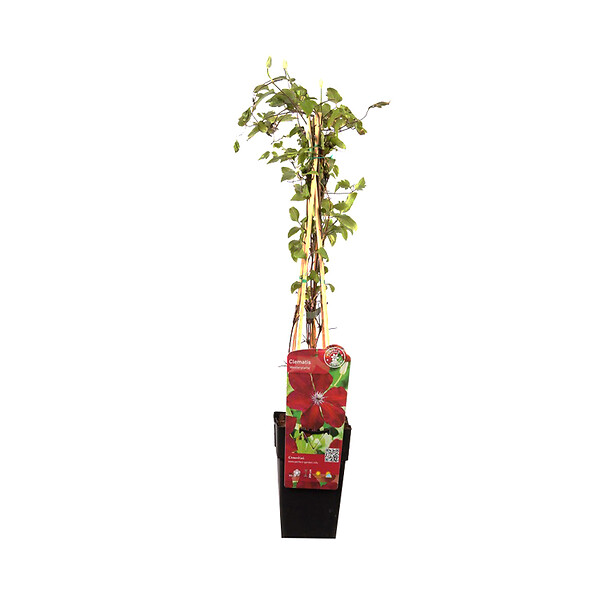 ARBORIX - 2 x Clématite 'Westerplatte' - Clematis 'Westerplatte'  - 50-60 cm pot - large