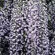 ARBORIX - Glycine du Japon 'Multijuga' - Wisteria Floribunda 'Multijuga'  - 50-60 cm pot - vignette