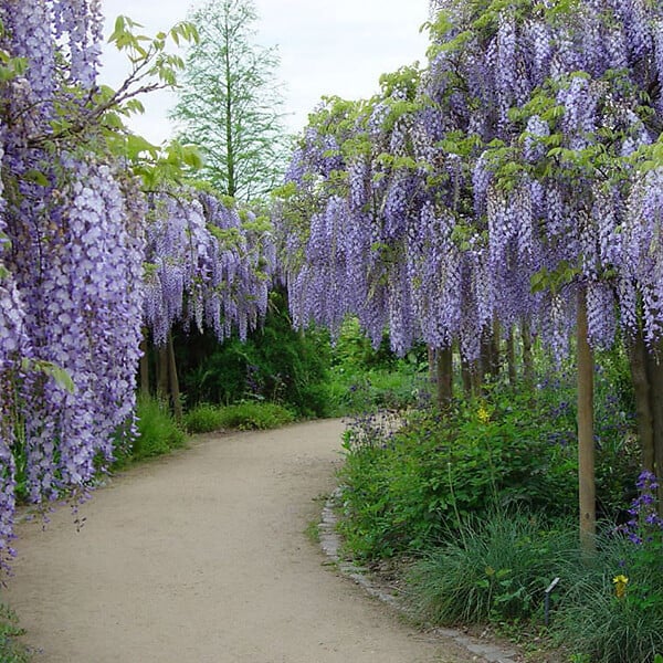 ARBORIX - Glycine du Japon 'Multijuga' - Wisteria Floribunda 'Multijuga'  - 50-60 cm pot - large