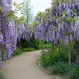 ARBORIX - Glycine du Japon 'Multijuga' - Wisteria Floribunda 'Multijuga'  - 50-60 cm pot - vignette