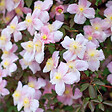 ARBORIX - 2 x Clématite des montagnes - Clematis montana 'Mayleen'  - 50-60 cm pot - vignette