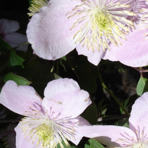 ARBORIX - 2 x Clématite des montagnes - Clematis montana 'Mayleen'  - 50-60 cm pot - large