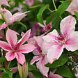 ARBORIX - 2 x Clématite 'Pink Fantasy' - Clematis 'Pink Fantasy'  - 50-60 cm pot - vignette