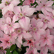 ARBORIX - 2 x Clématite 'Pink Fantasy' - Clematis 'Pink Fantasy'  - 50-60 cm pot - vignette