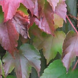 ARBORIX - 2 x Vigne vierge Japonaise 'Veitchii' - Parthenocissus tricuspidata 'Veitchii'  - 60-80 cm pot - vignette