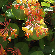 ARBORIX - 2 x Chèvrefeuille grimpant 'Gold Flame' - Lonicera heckrottii 'Gold Flame'  - 50-60 cm pot - vignette