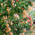 ARBORIX - 2 x Chèvrefeuille grimpant 'Gold Flame' - Lonicera heckrottii 'Gold Flame'  - 50-60 cm pot - vignette