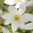 ARBORIX - Clématite 'Joe' - Clematis 'Joe'  - 50-60 cm pot - vignette