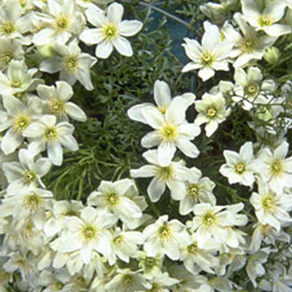 ARBORIX - Clématite 'Joe' - Clematis 'Joe'  - 50-60 cm pot - large