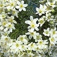 ARBORIX - Clématite 'Joe' - Clematis 'Joe'  - 50-60 cm pot - vignette