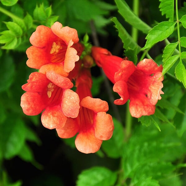 ARBORIX - 2 x Trompette de virginie - Campsis tagliabuana 'Madame Galen'  - 50-60 cm pot - large