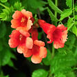 ARBORIX - 2 x Trompette de virginie - Campsis tagliabuana 'Madame Galen'  - 50-60 cm pot - vignette