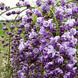 ARBORIX - Glycine Japonaise - Wisteria floribunda 'Violacea Plena'  - 50-60 cm pot - vignette