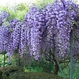 ARBORIX - Glycine Japonaise - Wisteria floribunda 'Violacea Plena'  - 50-60 cm pot - vignette