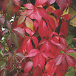 ARBORIX - 2 x Vigne vierge de virginie 'Engelmannii' - Parthenocissus quinquefolia 'Engelmannii'  - 50-60 cm pot - vignette