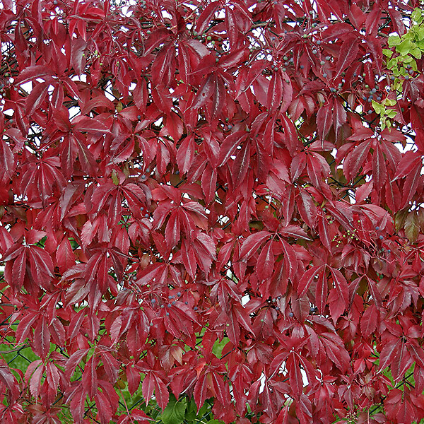 ARBORIX - 2 x Vigne vierge de virginie 'Engelmannii' - Parthenocissus quinquefolia 'Engelmannii'  - 50-60 cm pot - large