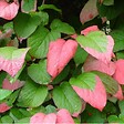 ARBORIX - 2 x Actinidier panaché - Actinidia kolomikta  - 50-60 cm pot - vignette