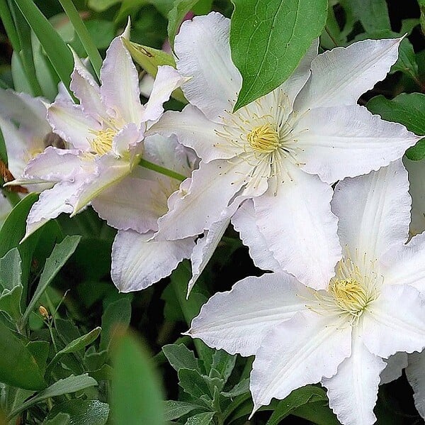 ARBORIX - 2 x Clématite italienne - Clematis 'Gladys Picard'  - 50-60 cm pot - large