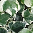 ARBORIX - 2 x Lierres des canaries 'Gloire De Marengo' - Hedera Algeriensis 'Gloire De Marengo'  - 50-60 cm pot - vignette