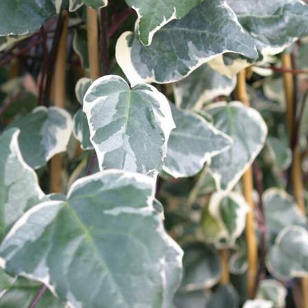 ARBORIX - 2 x Lierres des canaries 'Gloire De Marengo' - Hedera Algeriensis 'Gloire De Marengo'  - 50-60 cm pot - large