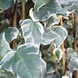 ARBORIX - 2 x Lierres des canaries 'Gloire De Marengo' - Hedera Algeriensis 'Gloire De Marengo'  - 50-60 cm pot - vignette