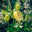 ARBORIX - 2 x Clématite tangutica - Clematis Tangutica  - 50-60 cm pot - vignette
