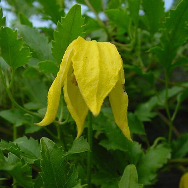 ARBORIX - 2 x Clématite tangutica - Clematis Tangutica  - 50-60 cm pot - large