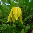 ARBORIX - 2 x Clématite tangutica - Clematis Tangutica  - 50-60 cm pot - vignette