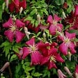 ARBORIX - 2 x Clématite des montagnes 'Madame Jules Correvon' - Clematis 'Madame Jules Correvon'  - 50-60 cm pot - vignette