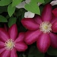 ARBORIX - 2 x Clématite des montagnes 'Madame Jules Correvon' - Clematis 'Madame Jules Correvon'  - 50-60 cm pot - vignette