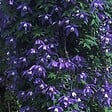 ARBORIX - 2 x Clématite des Alpes 'Frankie' - Clematis alpina 'Frankie'  - 50-60 cm pot - vignette