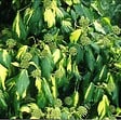 ARBORIX - 2 x Lierres de colchide 'Sulphur Heart' - Hedera Colchica 'Sulphur Heart'  - 50-60 cm pot - vignette