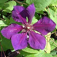 ARBORIX - 2 x Clématite 'Gipsy Queen' - Clematis 'Gipsy Queen'  - 50-60 cm pot - vignette