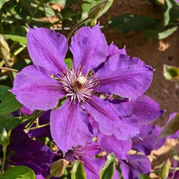 ARBORIX - 2 x Clématite 'Gipsy Queen' - Clematis 'Gipsy Queen'  - 50-60 cm pot - large