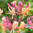 ARBORIX - 2 x Chèvrefeuille 'American Beauty' - Lonicera heckrottii 'American Beauty'  - 50-60 cm pot - vignette