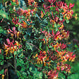ARBORIX - 2 x Chèvrefeuille 'American Beauty' - Lonicera heckrottii 'American Beauty'  - 50-60 cm pot - vignette