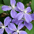ARBORIX - Clématite 'Arabella' - Clematis 'Arabella'  - 50-60 cm pot - vignette