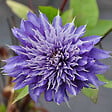 ARBORIX - 2 x Clématite 'Multi Blue' - Clematis 'Multi Blue'  - 50-60 cm pot - vignette