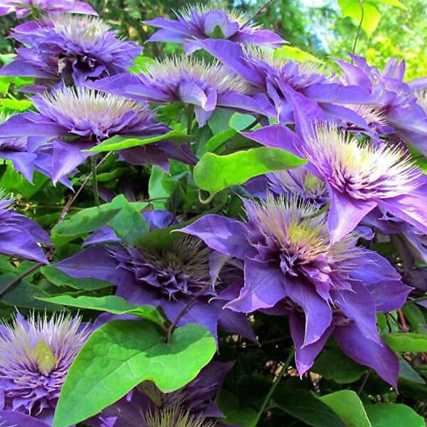 ARBORIX - 2 x Clématite 'Multi Blue' - Clematis 'Multi Blue'  - 50-60 cm pot - large