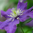 ARBORIX - 2 x Clématite 'Rhapsody' - Clematis 'Rhapsody'  - 50-60 cm pot - vignette
