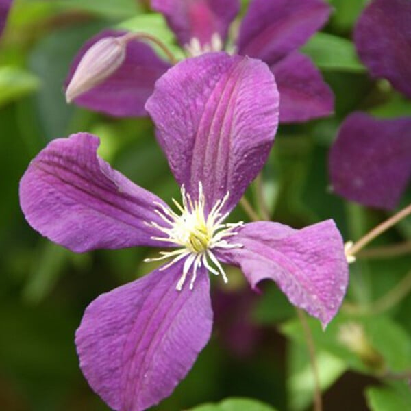 ARBORIX - 2 x Clématite 'Gladys Picard' - Clematis 'Etoile Violette'  - 50-60 cm pot - large
