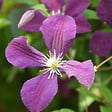 ARBORIX - 2 x Clématite 'Gladys Picard' - Clematis 'Etoile Violette'  - 50-60 cm pot - vignette