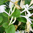 ARBORIX - 2 x Chèvrefeuille du Japon - Lonicera japonica 'Hall's Prolific'  - 50-60 cm pot - vignette