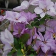 ARBORIX - 2 x Clématite des montagnes - Clematis 'Margaret Hunt'  - 50-60 cm pot - vignette