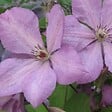 ARBORIX - 2 x Clématite des montagnes - Clematis 'Margaret Hunt'  - 50-60 cm pot - vignette
