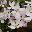 ARBORIX - Clématite de père Armand - Clematis armandii 'Apple Blossom'  - 60-80 cm pot - vignette